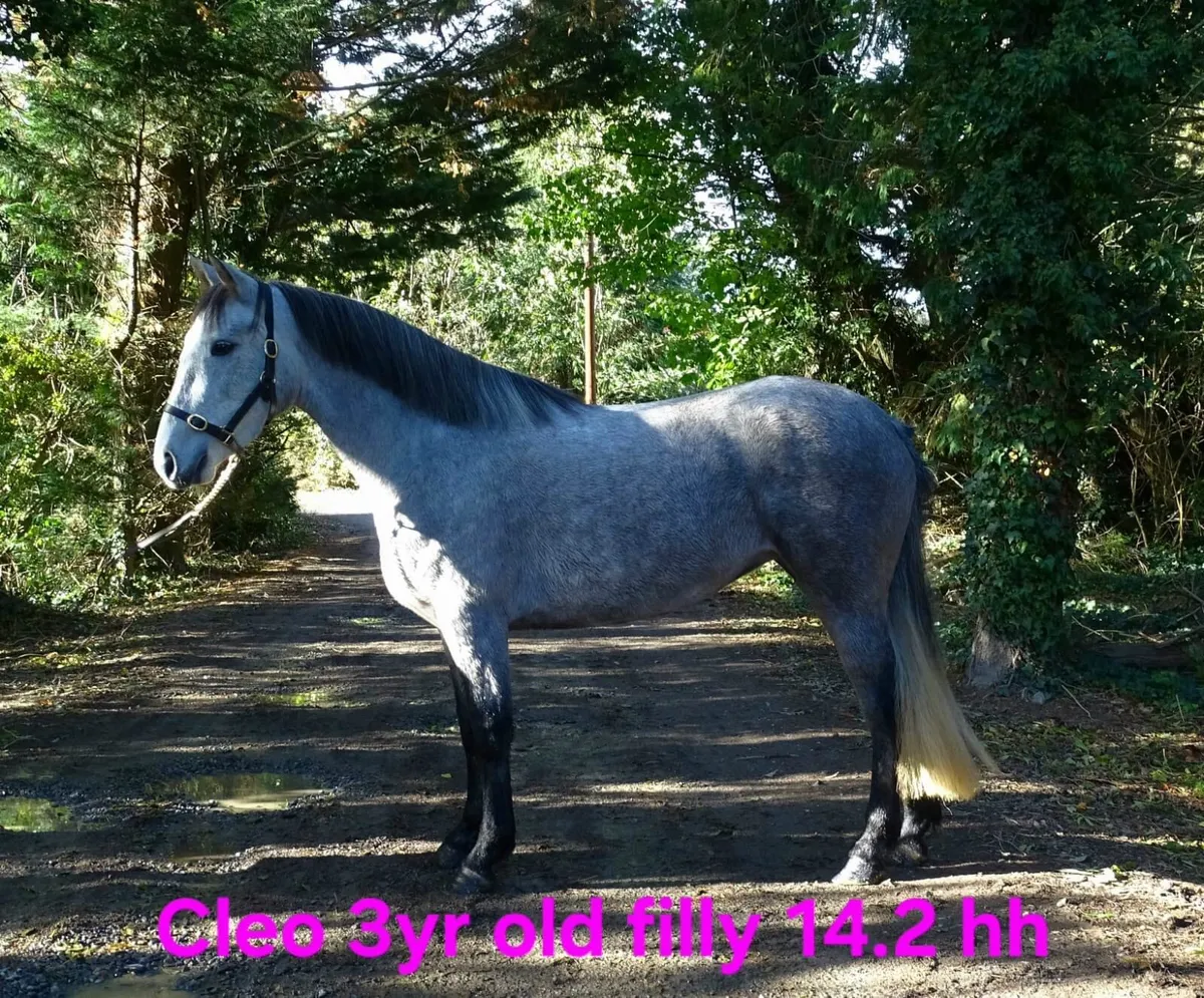 Lovely group of Connemara ponies - Image 4