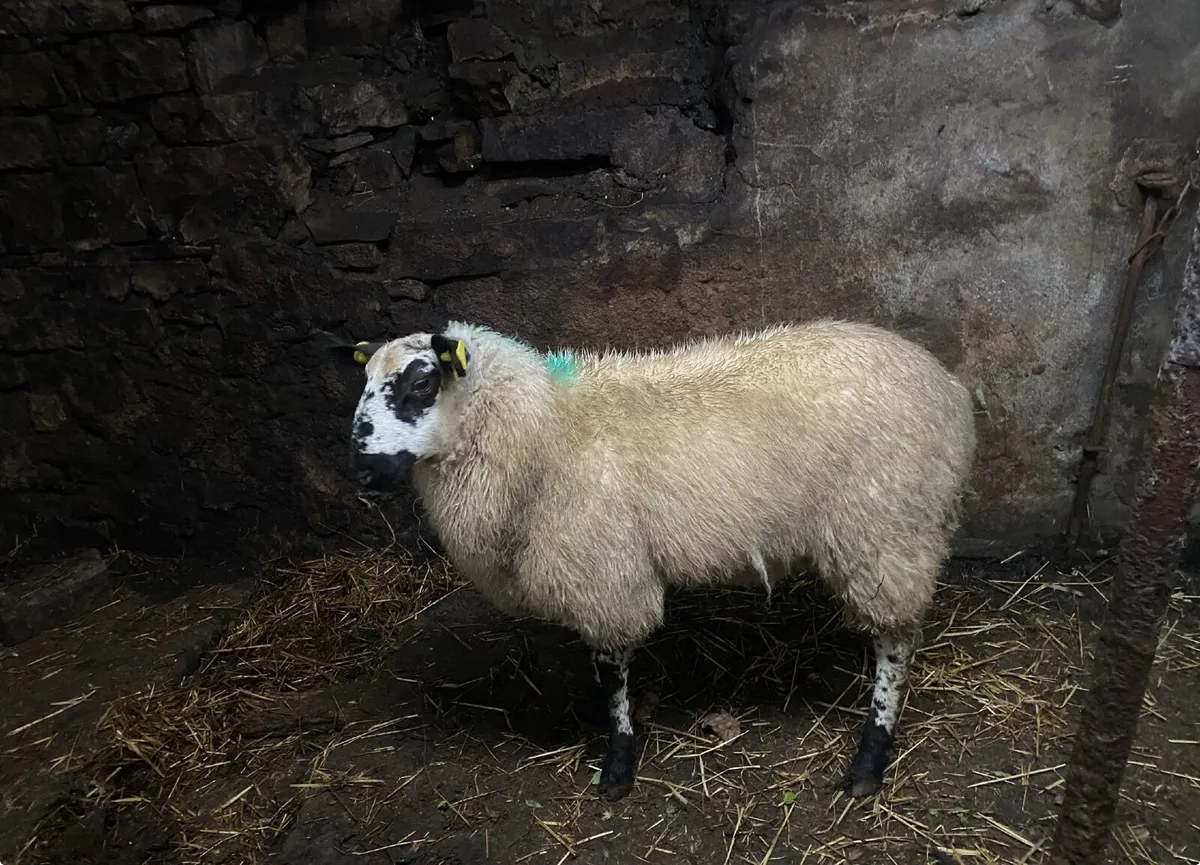 Tip ram lamb - Image 1