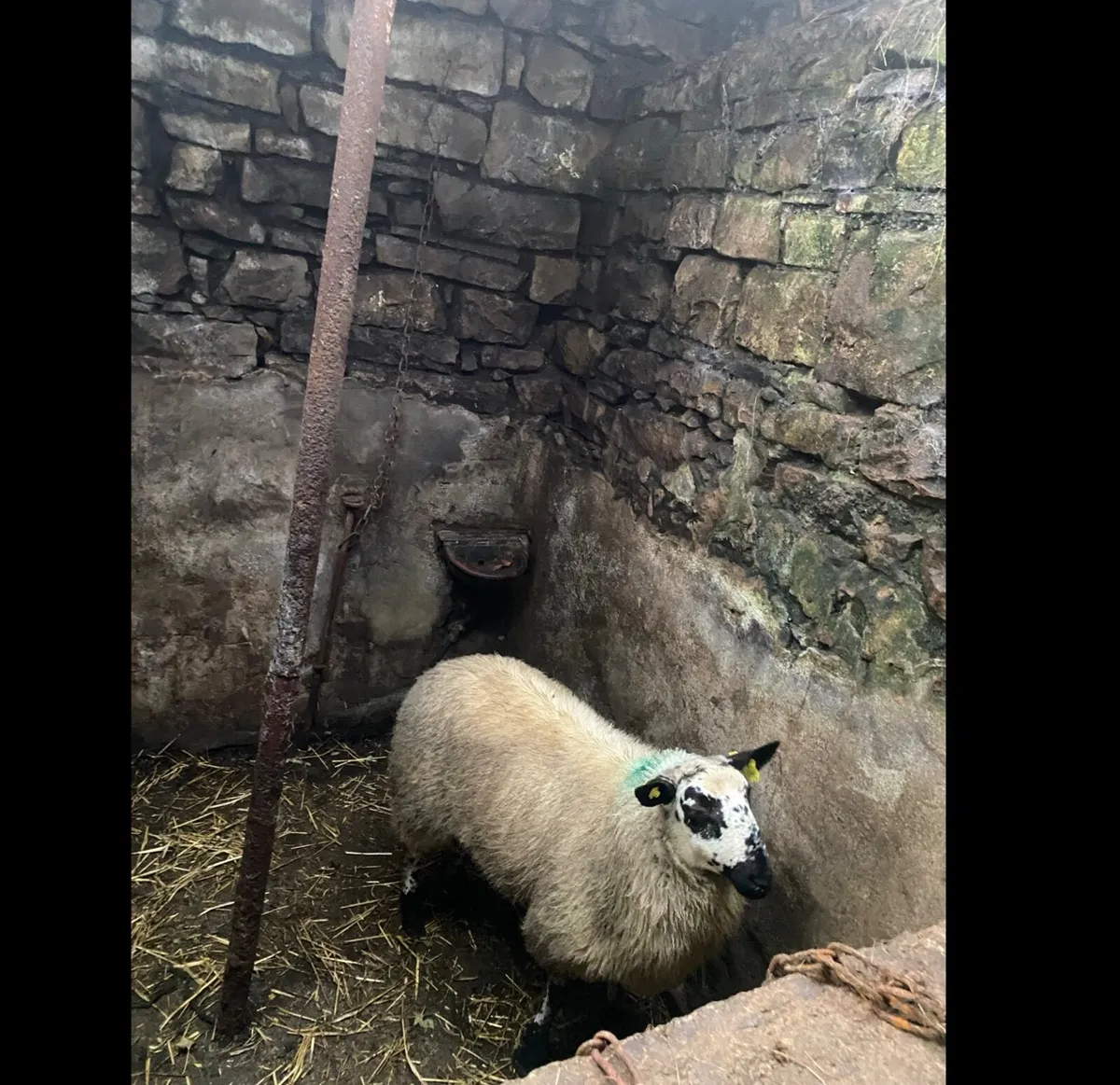 Tip ram lamb - Image 2
