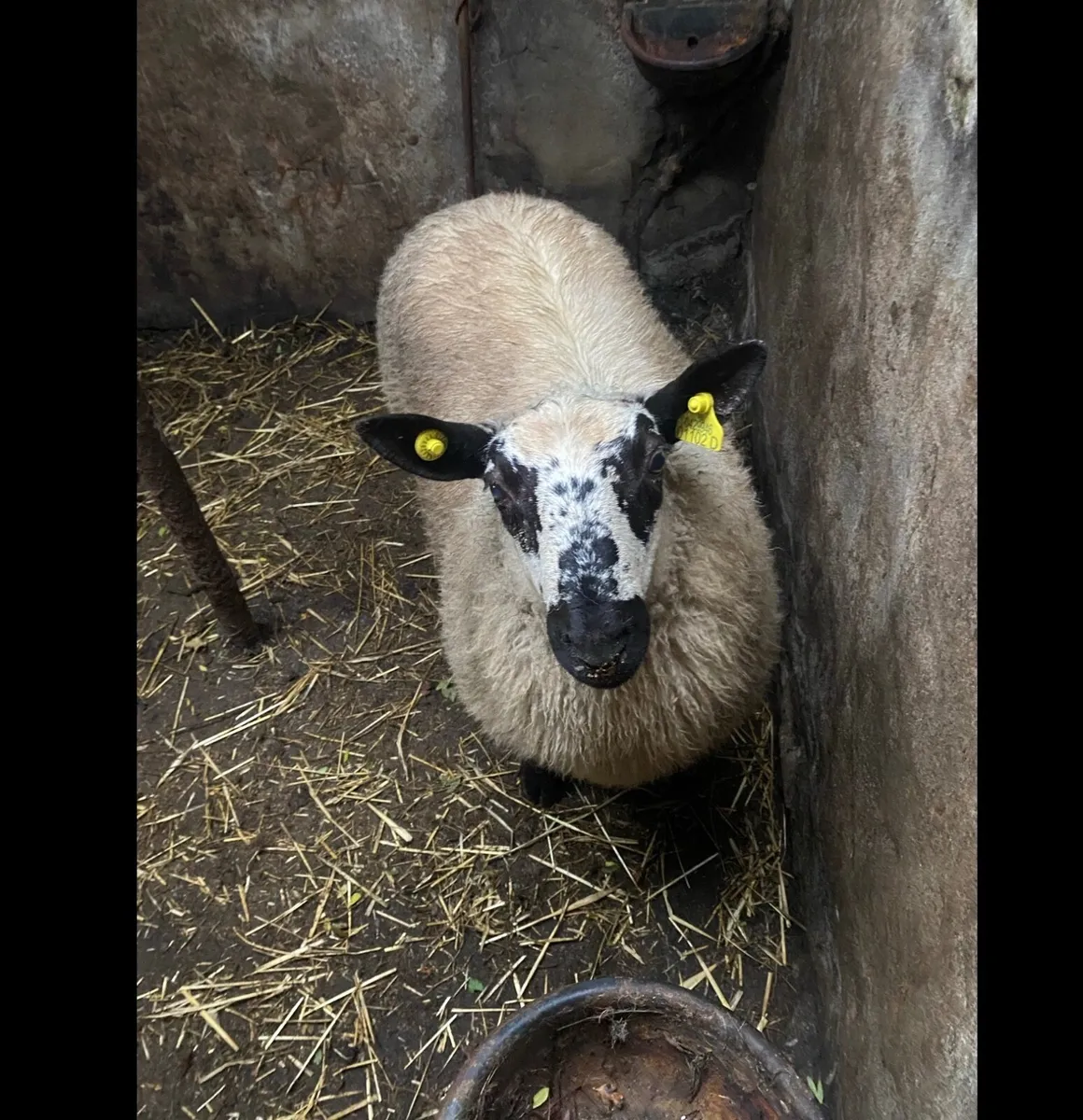 Tip ram lamb - Image 3