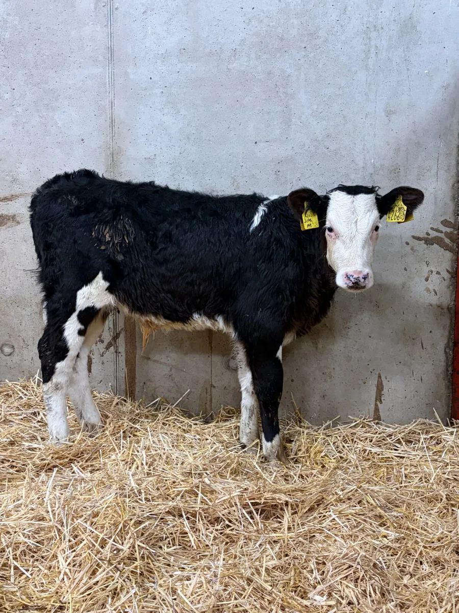2 Belgian Blue & Simmental Bull Calves - Image 3