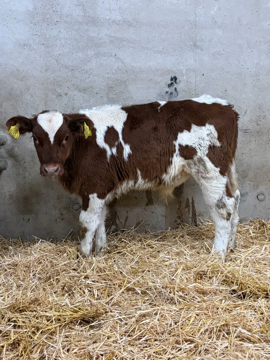 2 Belgian Blue & Simmental Bull Calves - Image 2