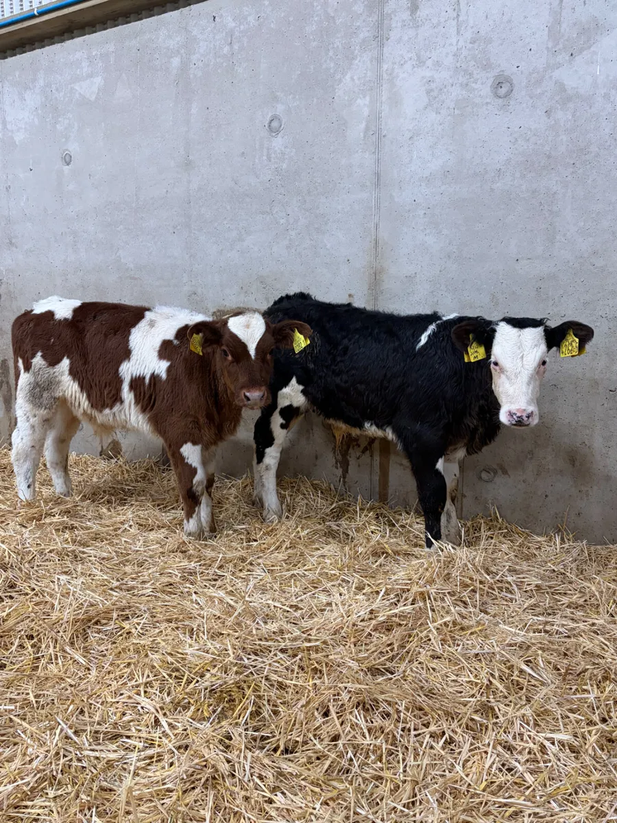 2 Belgian Blue & Simmental Bull Calves - Image 1