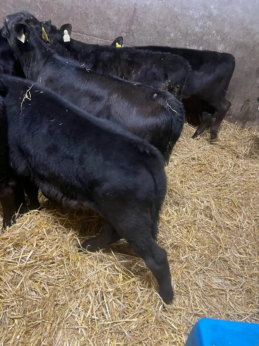 AA bull & heifer runners for sale - Image 1