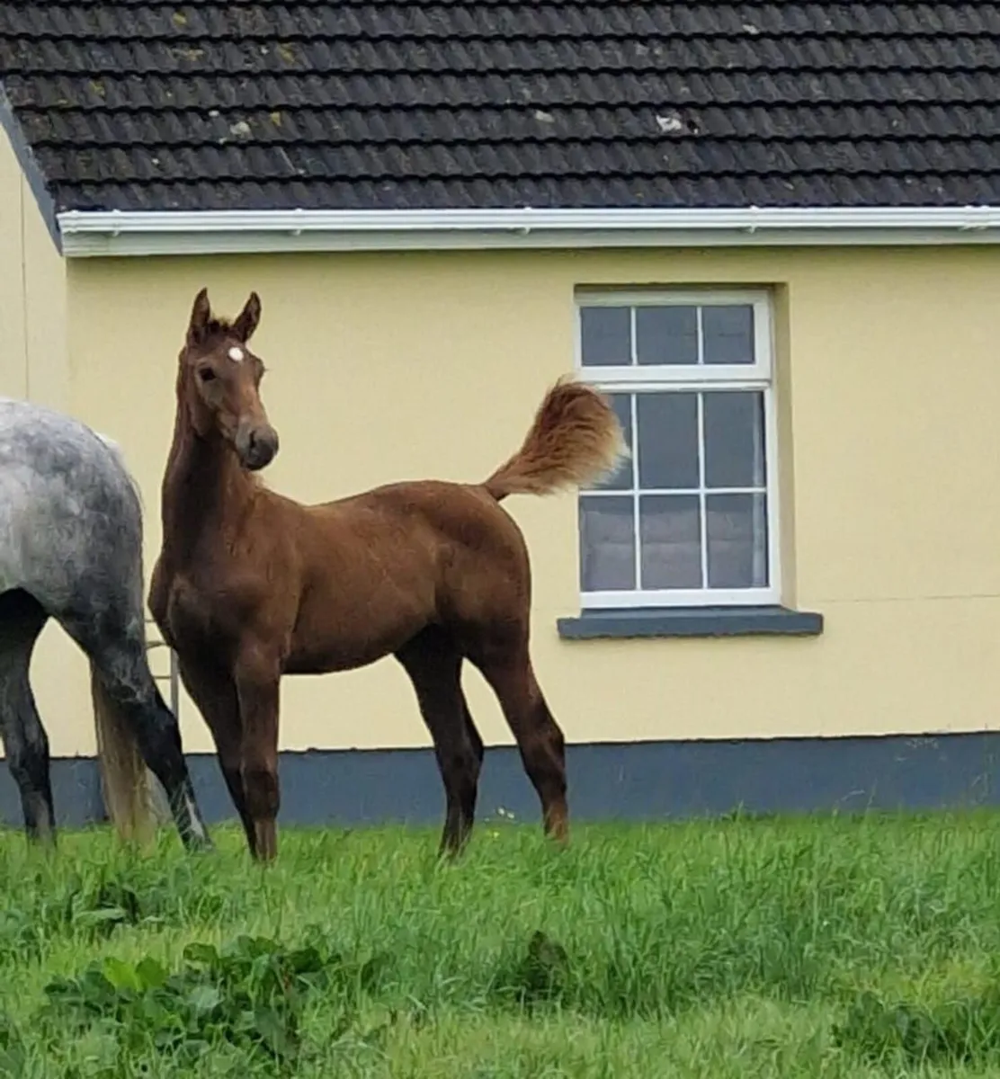 Colt Foal - Image 3