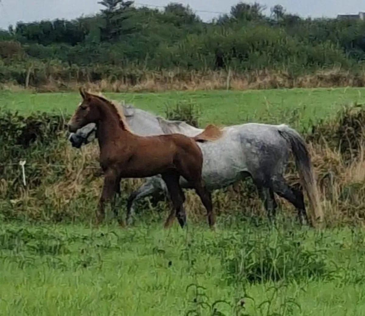 Colt Foal - Image 1