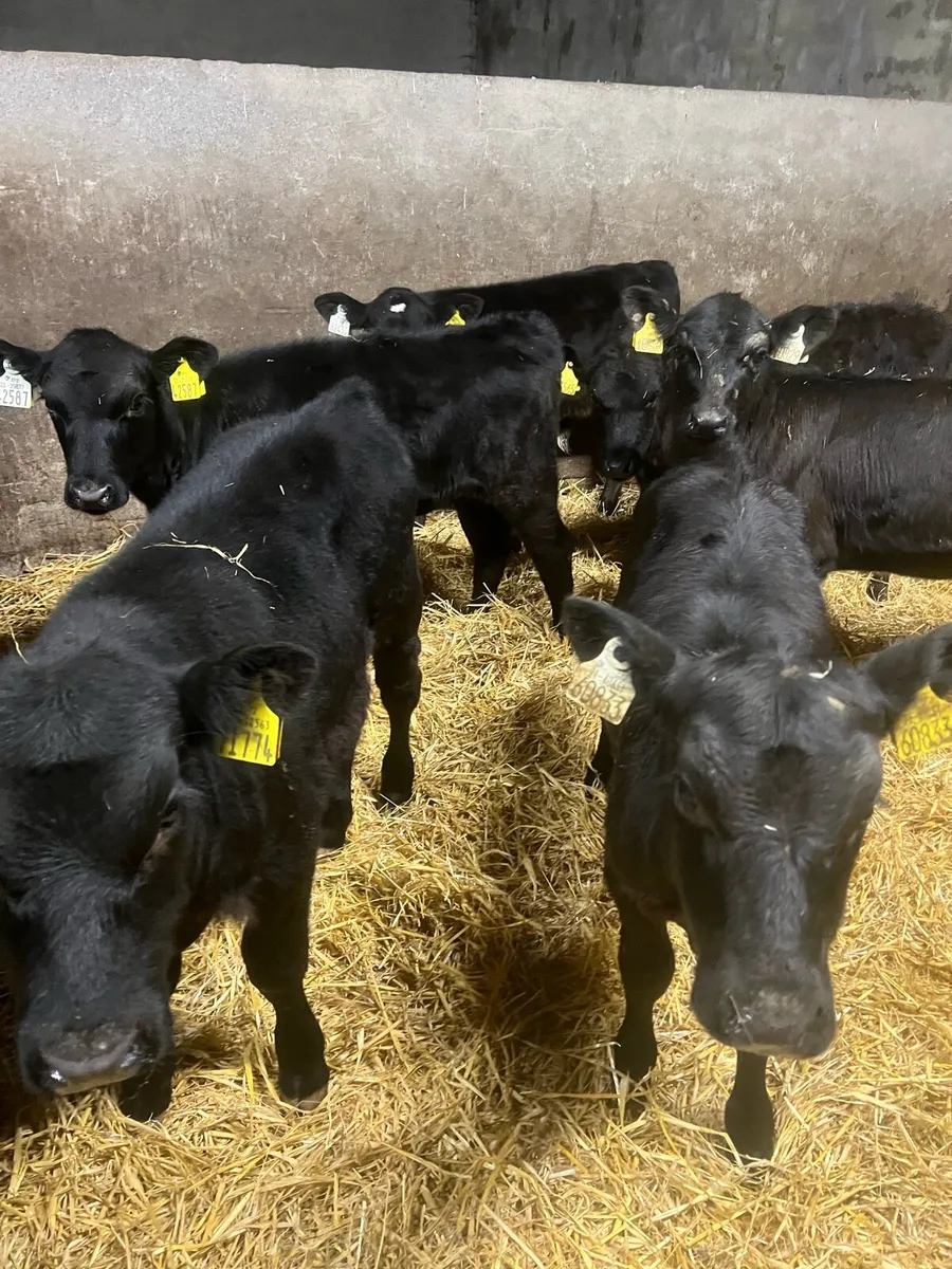 AA bull & heifer runners for sale - Image 2