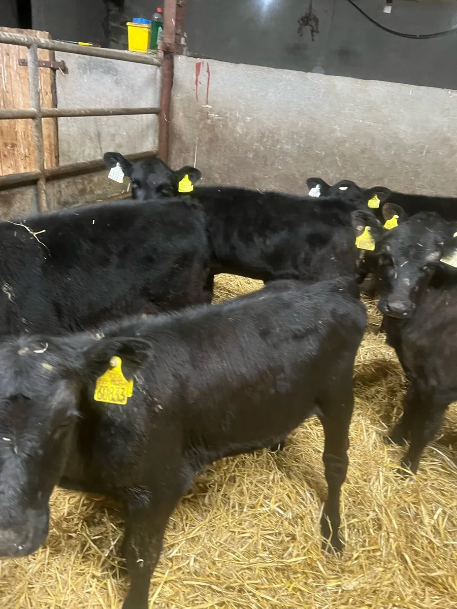 AA bull & heifer runners for sale - Image 4
