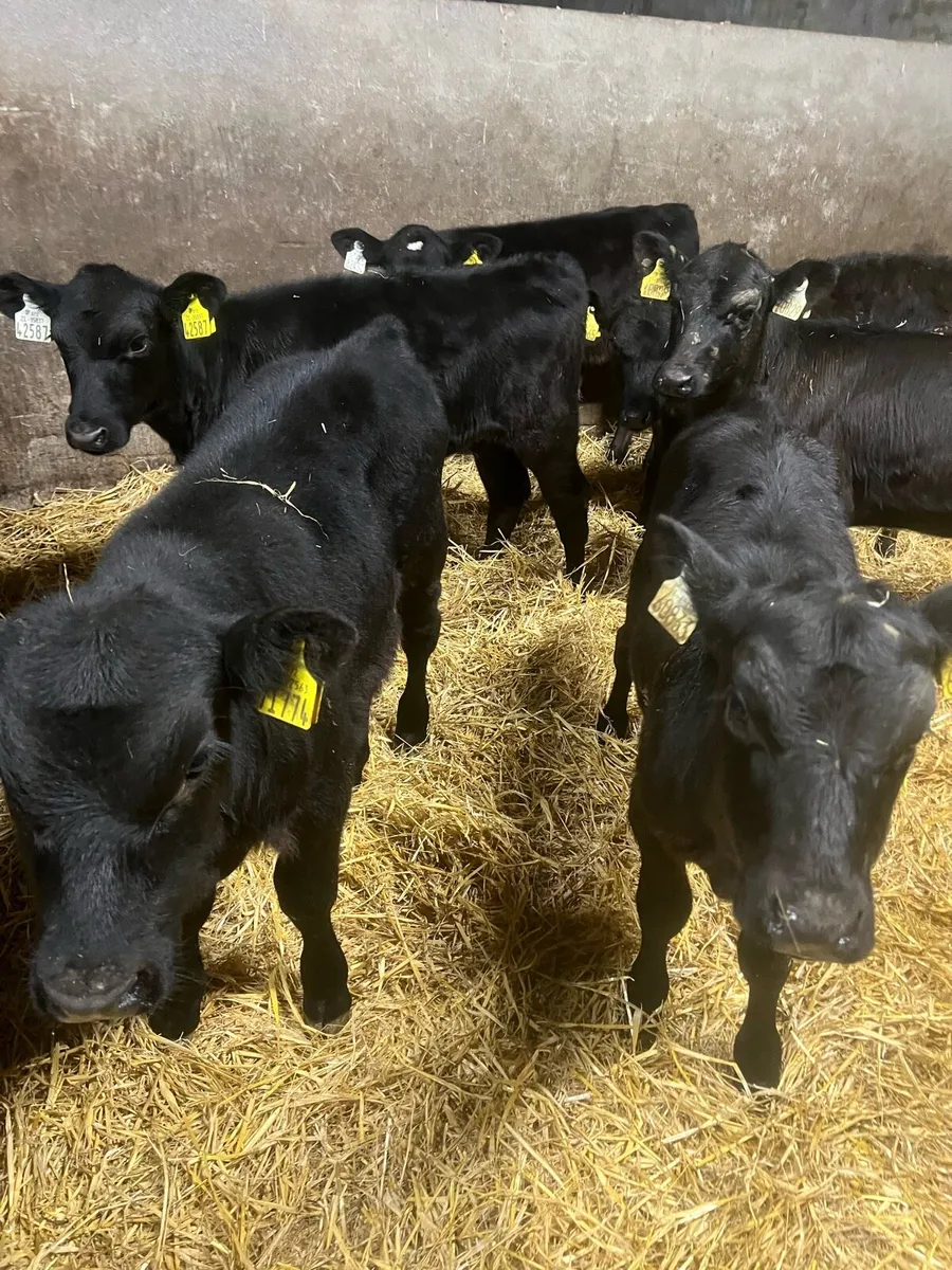 AA bull & heifer runners for sale - Image 3