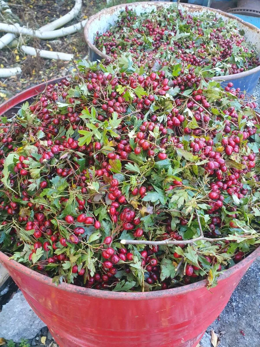 WHITETHORN QUICKS FOR SALE - Image 2
