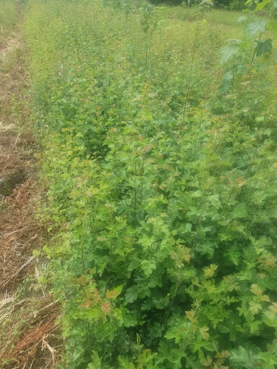 WHITETHORN QUICKS FOR SALE - Image 3
