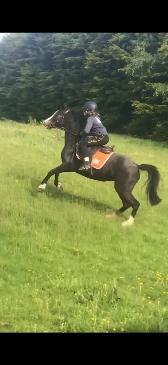 13.2 pony - Image 3