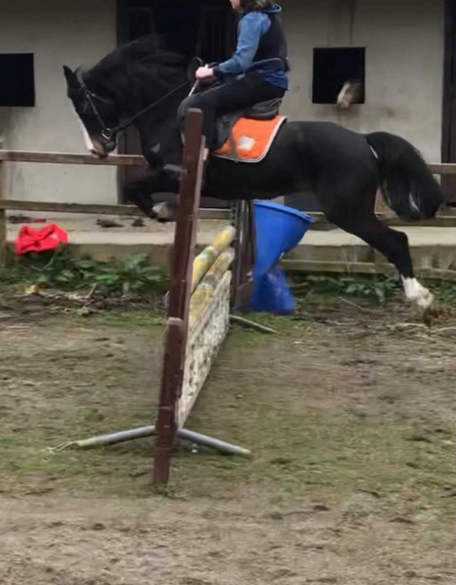 13.2 pony - Image 4