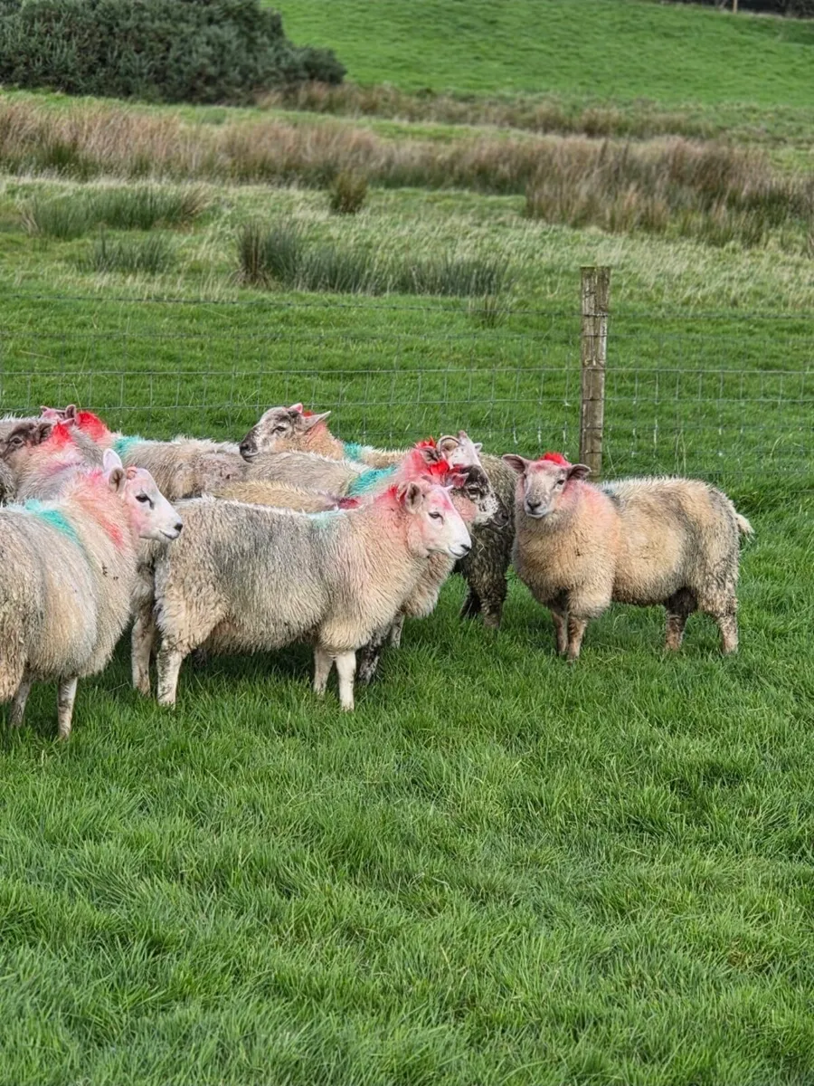 Crossbred lambs - Image 1