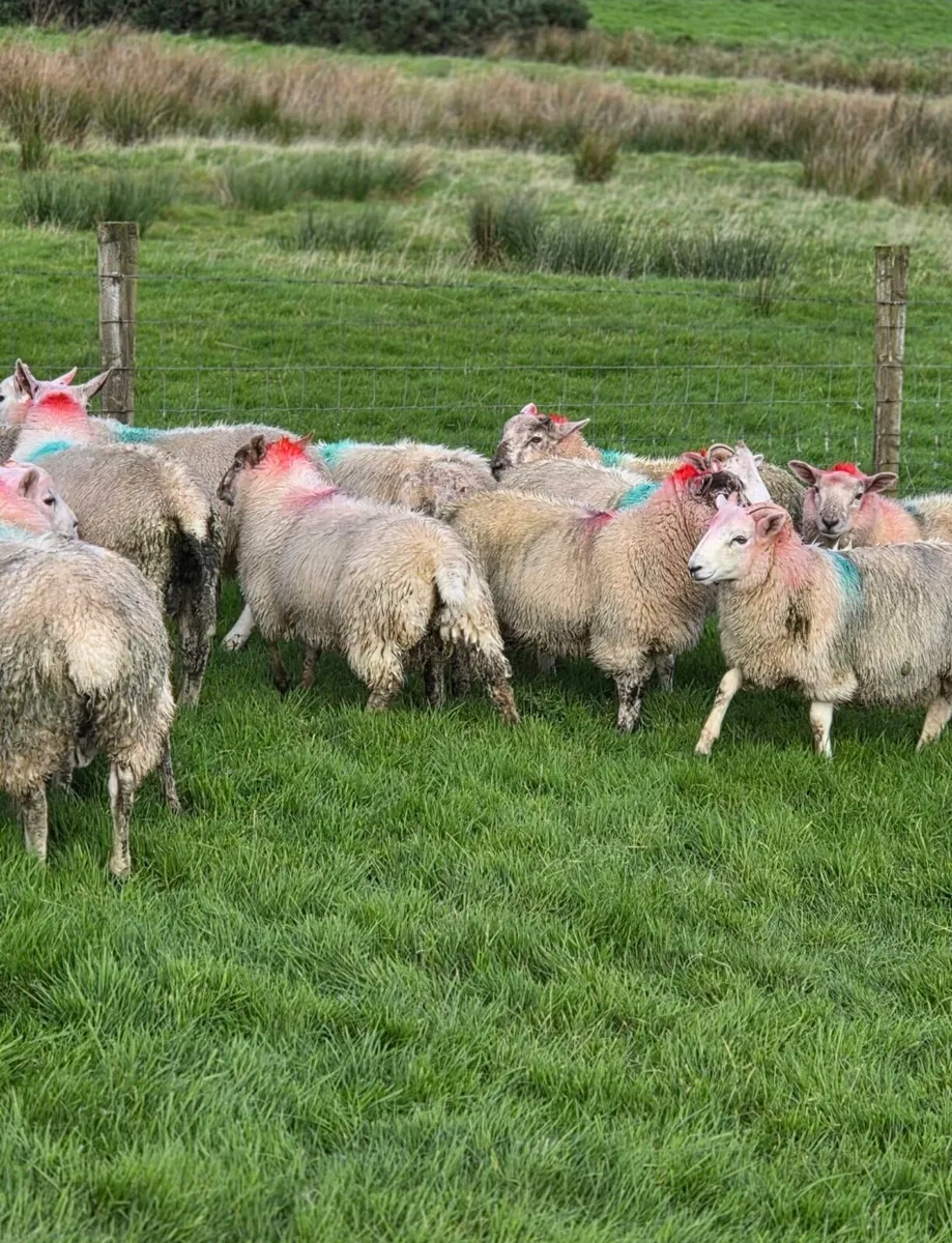 Crossbred lambs - Image 2