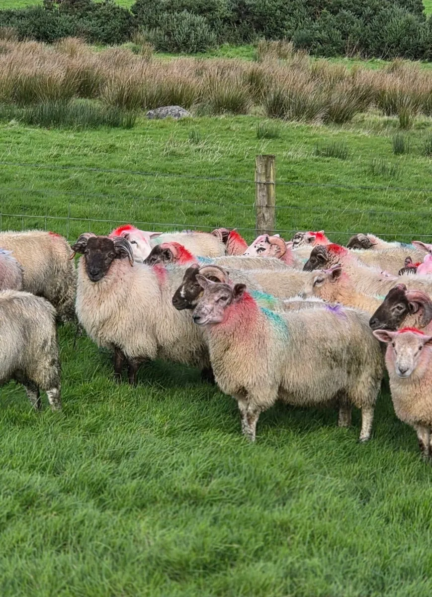 Crossbred lambs - Image 3