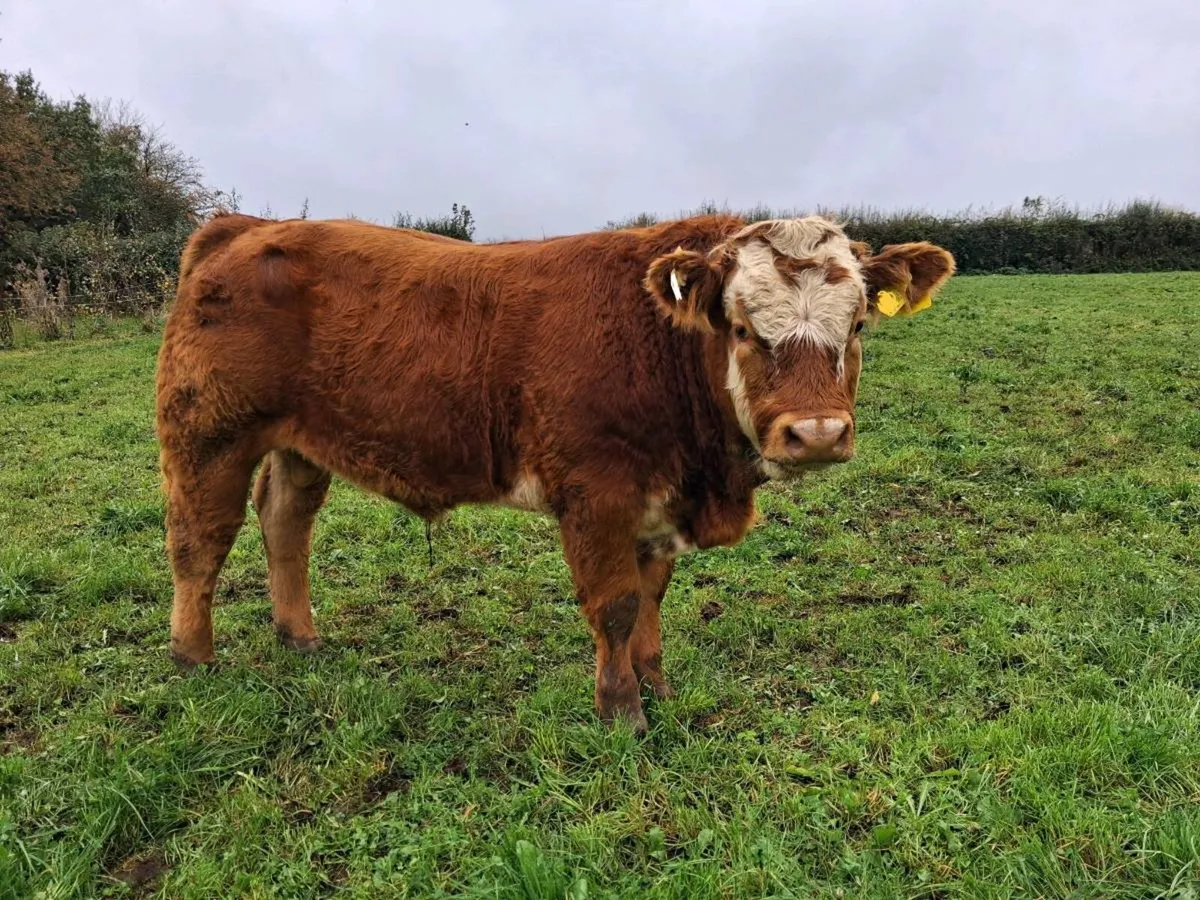 Weanling Bulls - Image 2