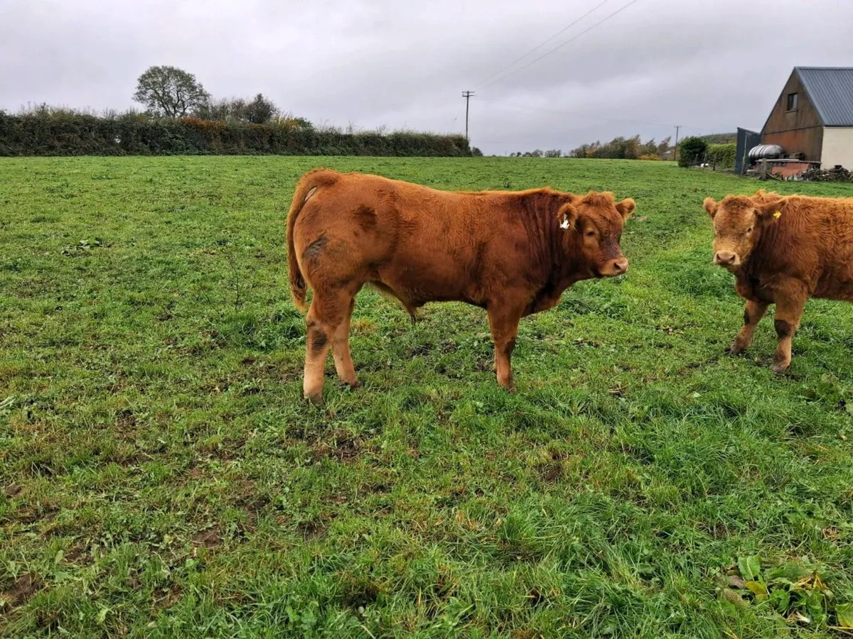 Weanling Bulls - Image 3