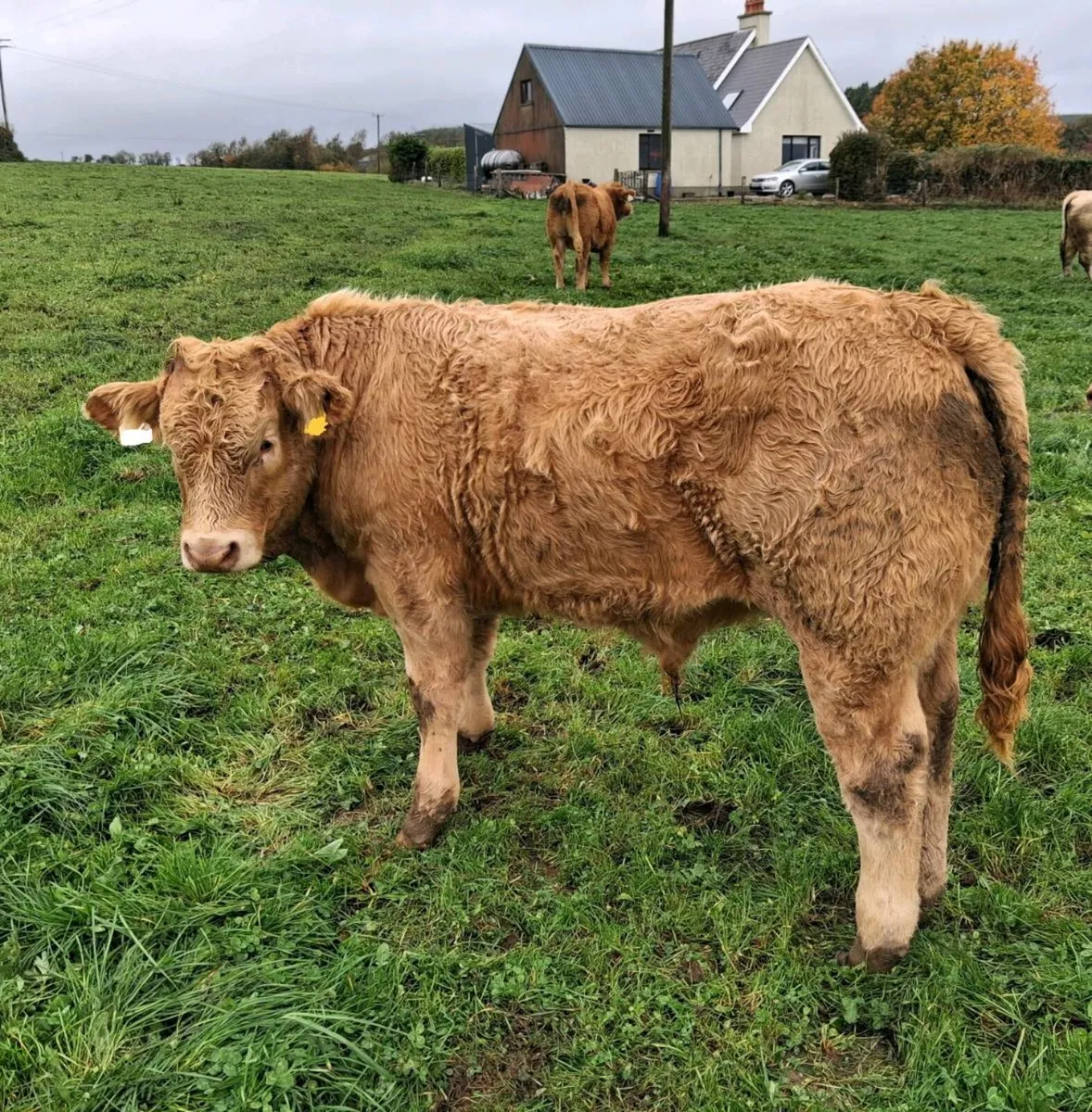 Weanling Bulls - Image 4