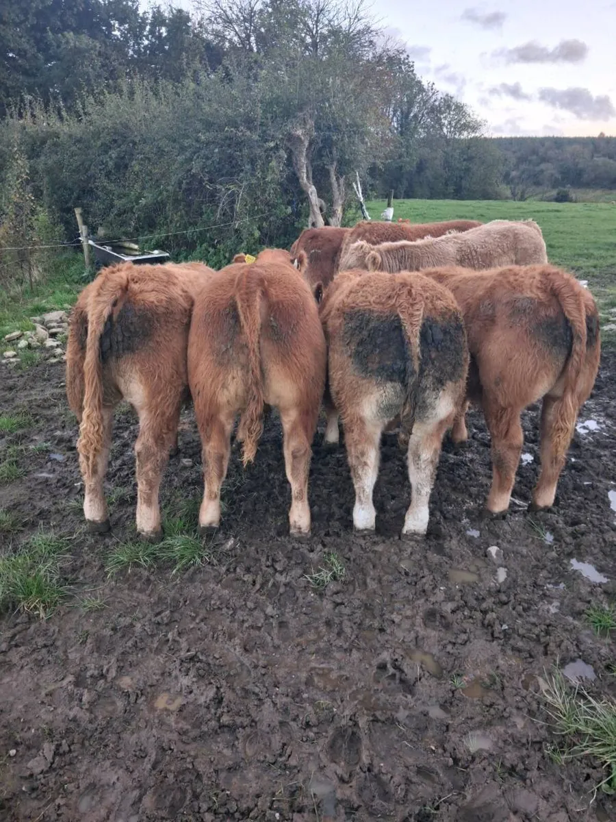 Weanling Bulls - Image 1