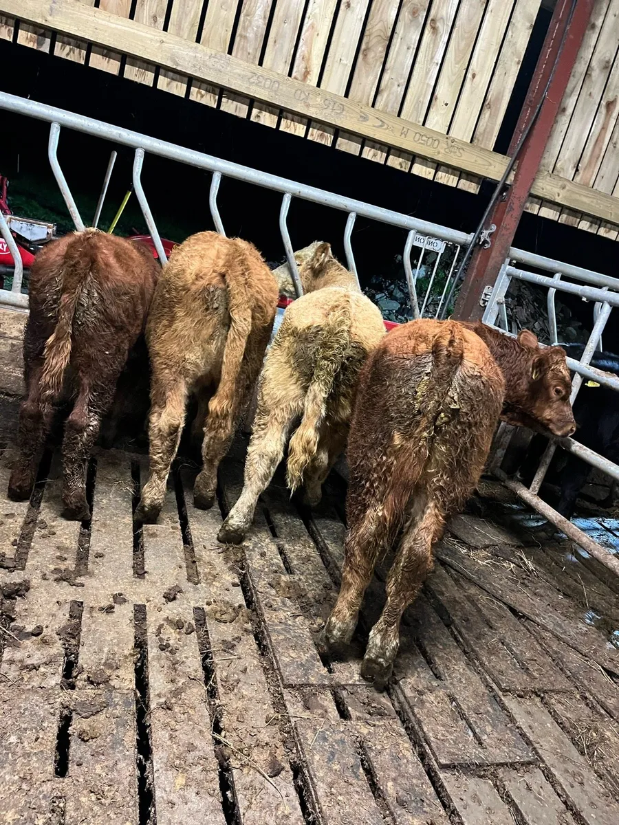 4 ch & lm bull weanings - Image 1