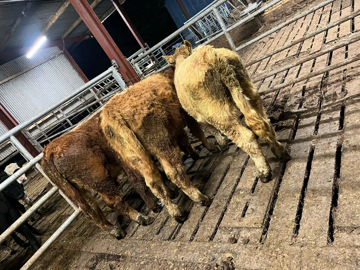 4 ch & lm bull weanings - Image 2