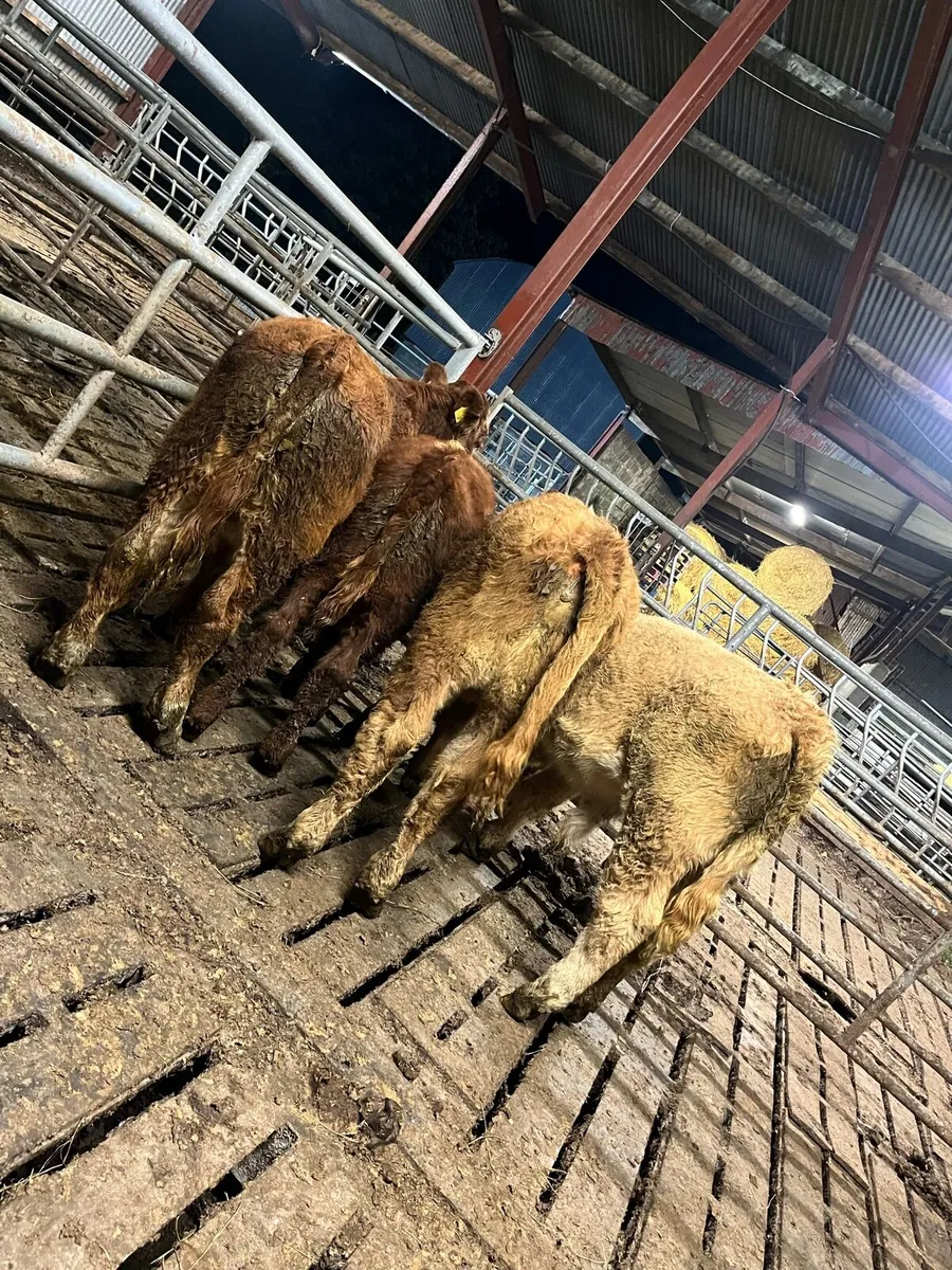 4 ch & lm bull weanings - Image 3