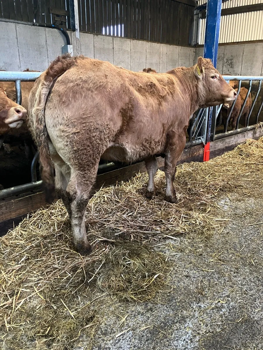 Pedigree Limousin Incalf heifer - Image 2