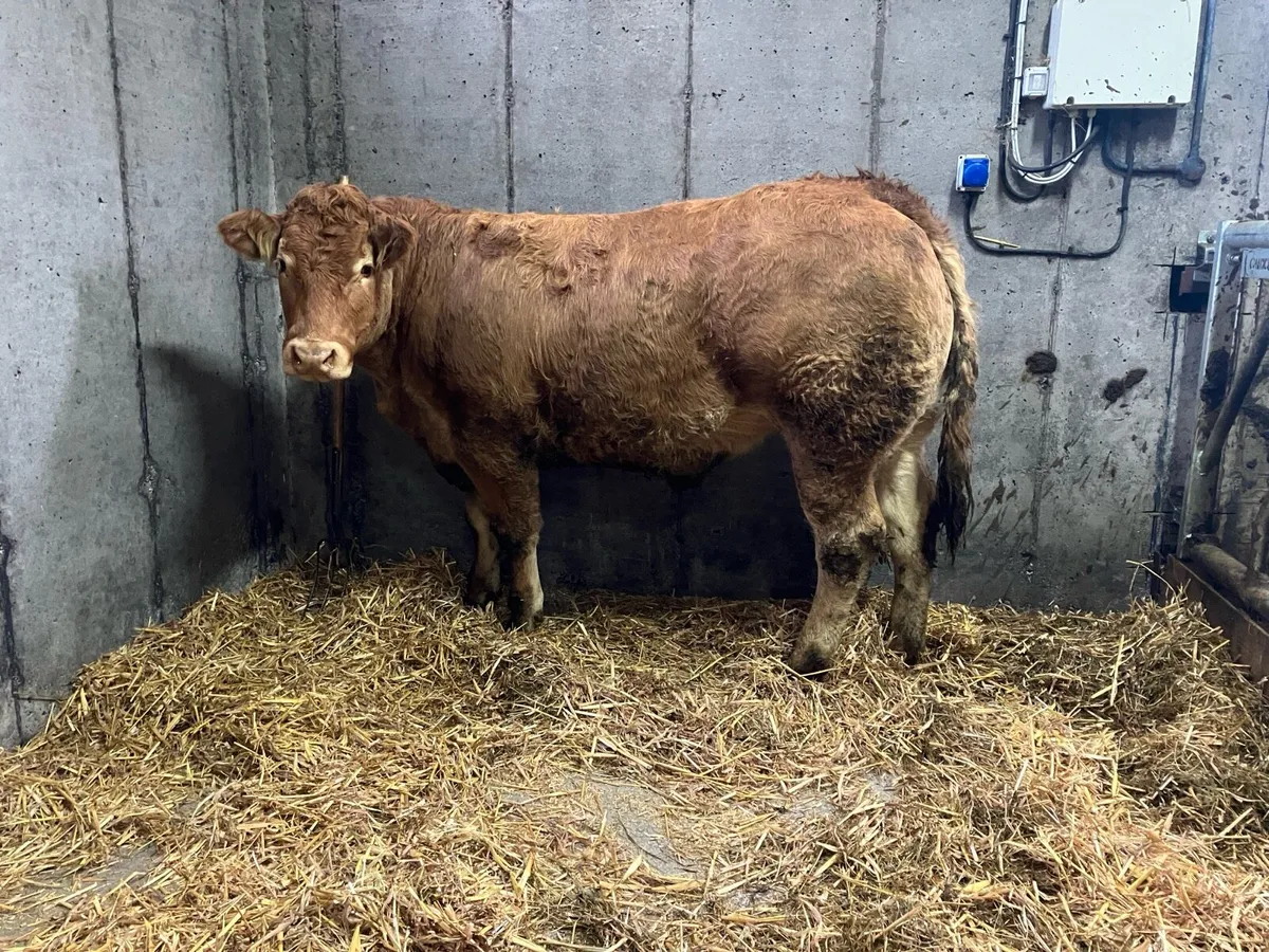 Pedigree Limousin Incalf heifer - Image 3