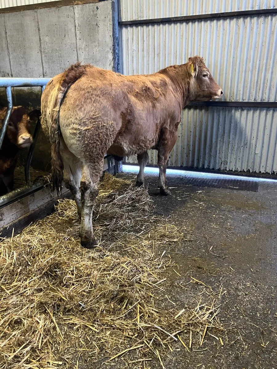 Pedigree Limousin Incalf heifer - Image 4