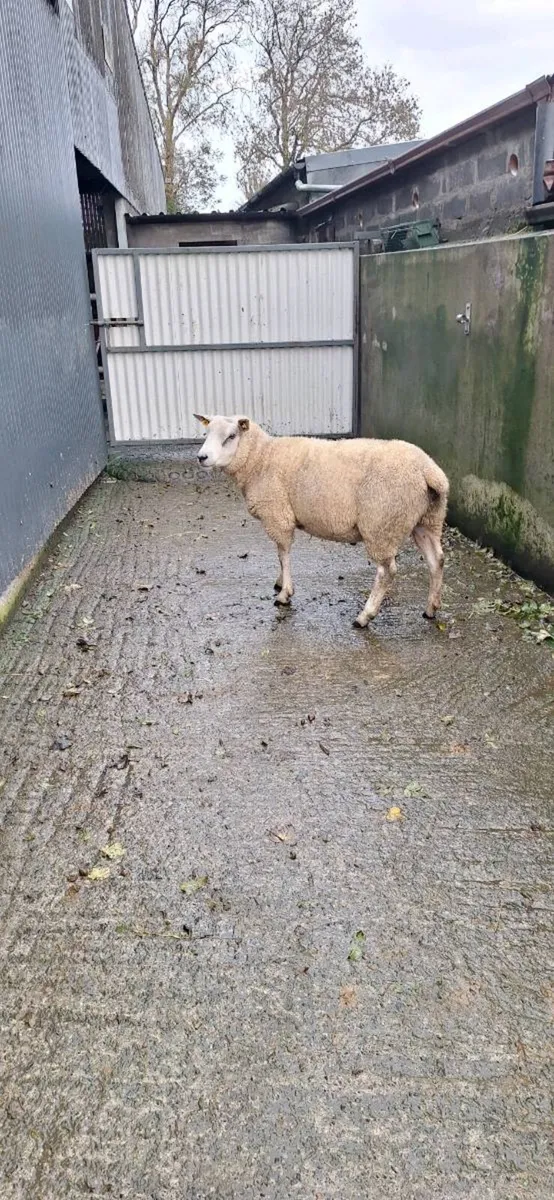 Sheep - Image 3