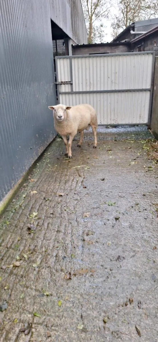 Sheep - Image 2
