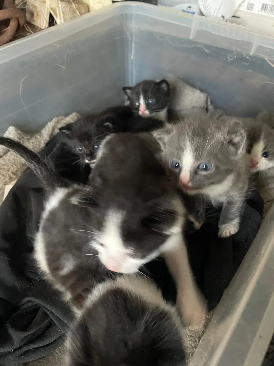 Kittens