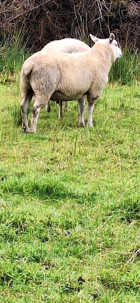 Sheep - Image 4