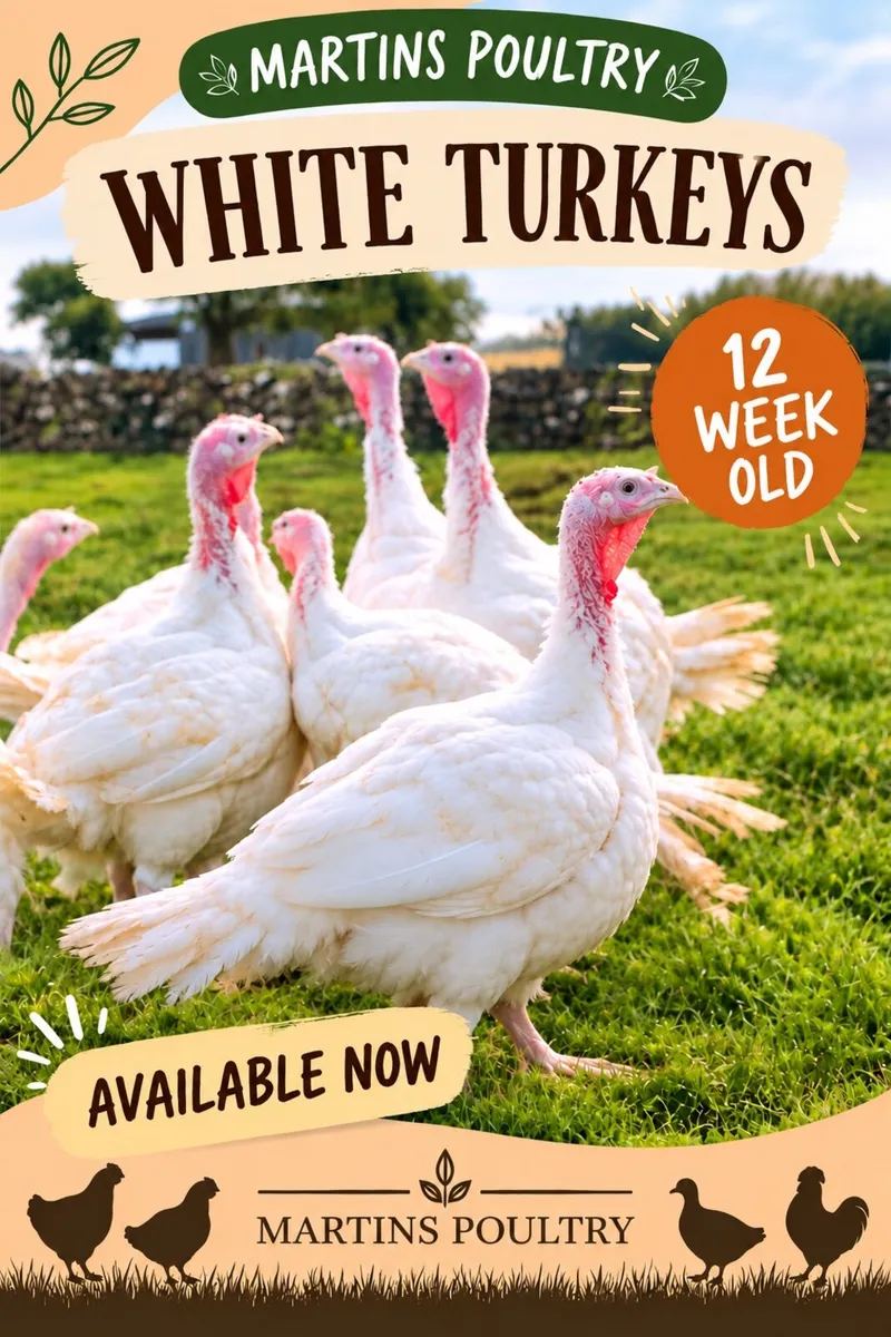 WHITE TURKEYS AVAILABLE