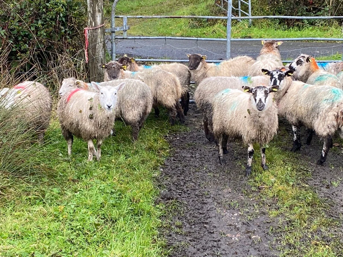 22 Super Ewe Lambs - Image 1