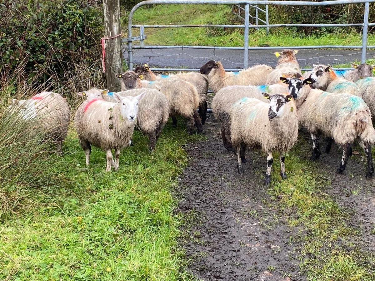 22 Super Ewe Lambs - Image 2