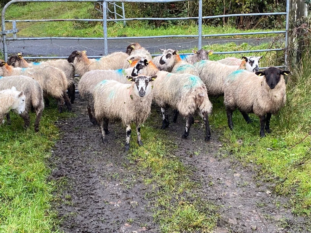 22 Super Ewe Lambs - Image 3