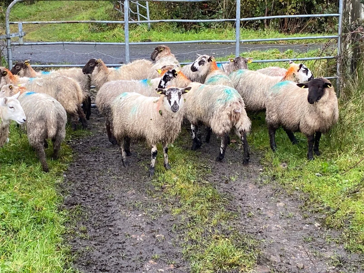 22 Super Ewe Lambs - Image 4