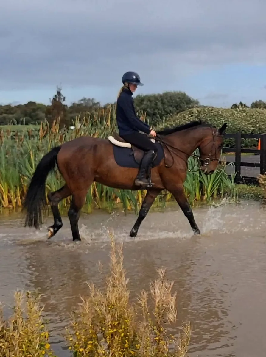16.2hh 5 year old unsual skewbald gelding - Image 1