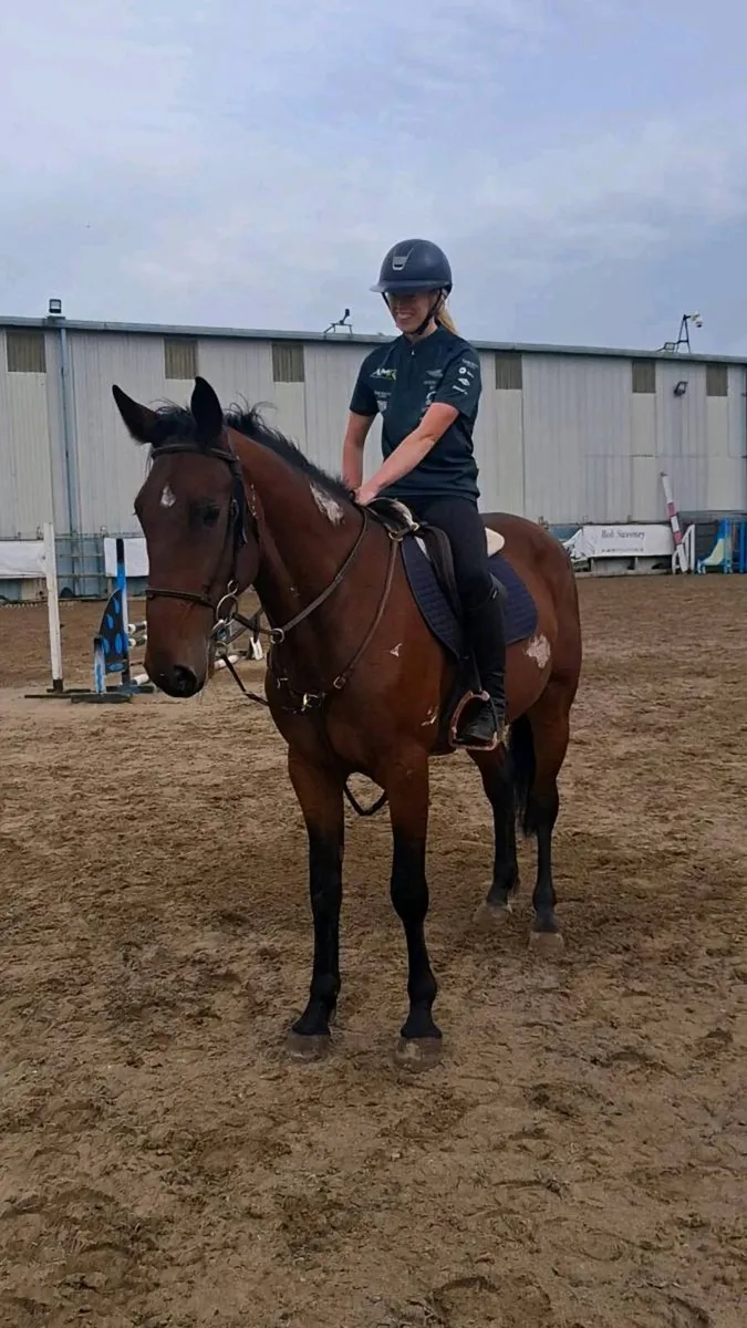 16.2hh 5 year old unsual skewbald gelding - Image 2
