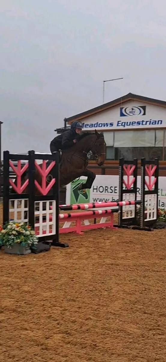 16.2hh 5 year old unsual skewbald gelding - Image 3