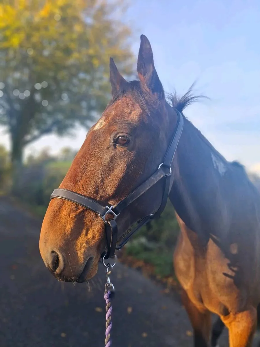 16.2hh 5 year old unsual skewbald gelding - Image 4