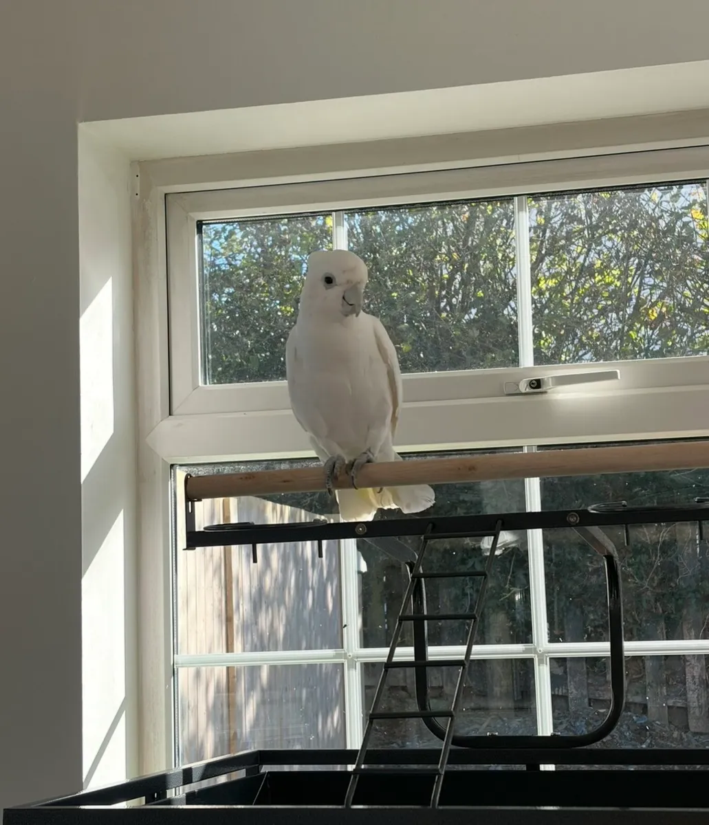Beautiful Solomans Corella Cockatoo with new cage - Image 3