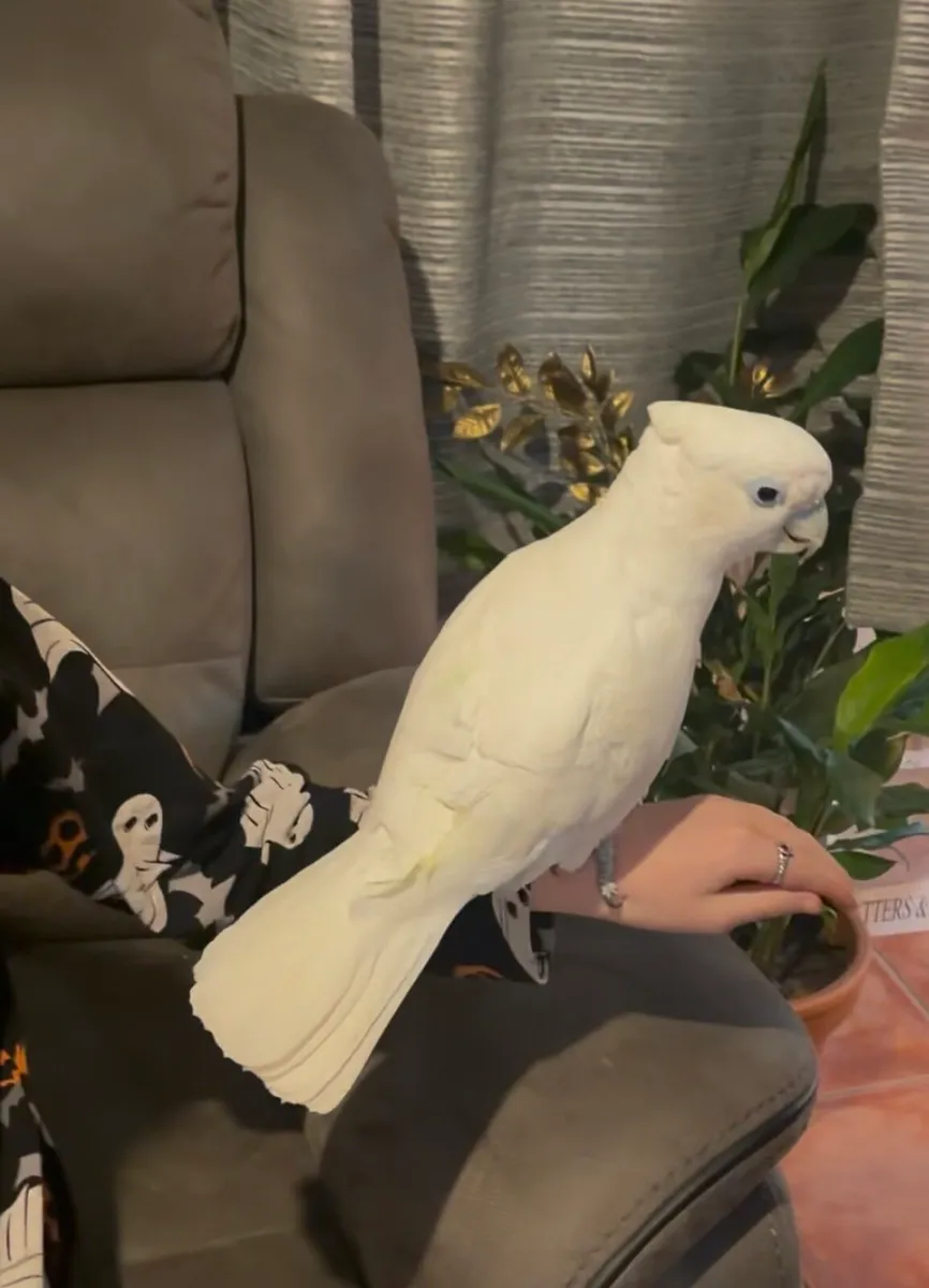 Beautiful Solomans Corella Cockatoo with new cage - Image 1