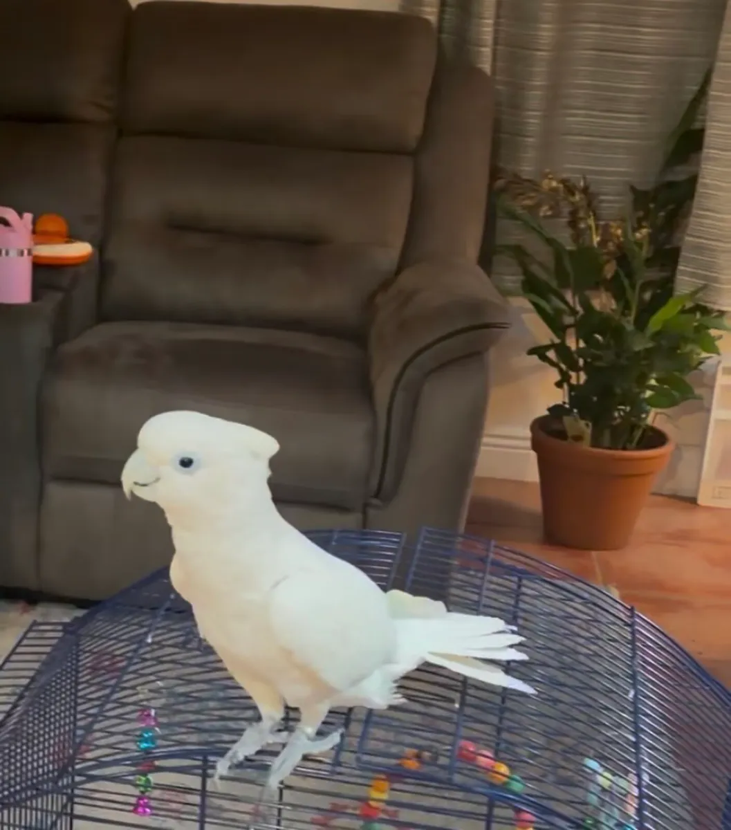 Beautiful Solomans Corella Cockatoo with new cage - Image 2