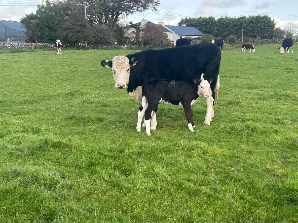 Hereford Heifer. - Image 1