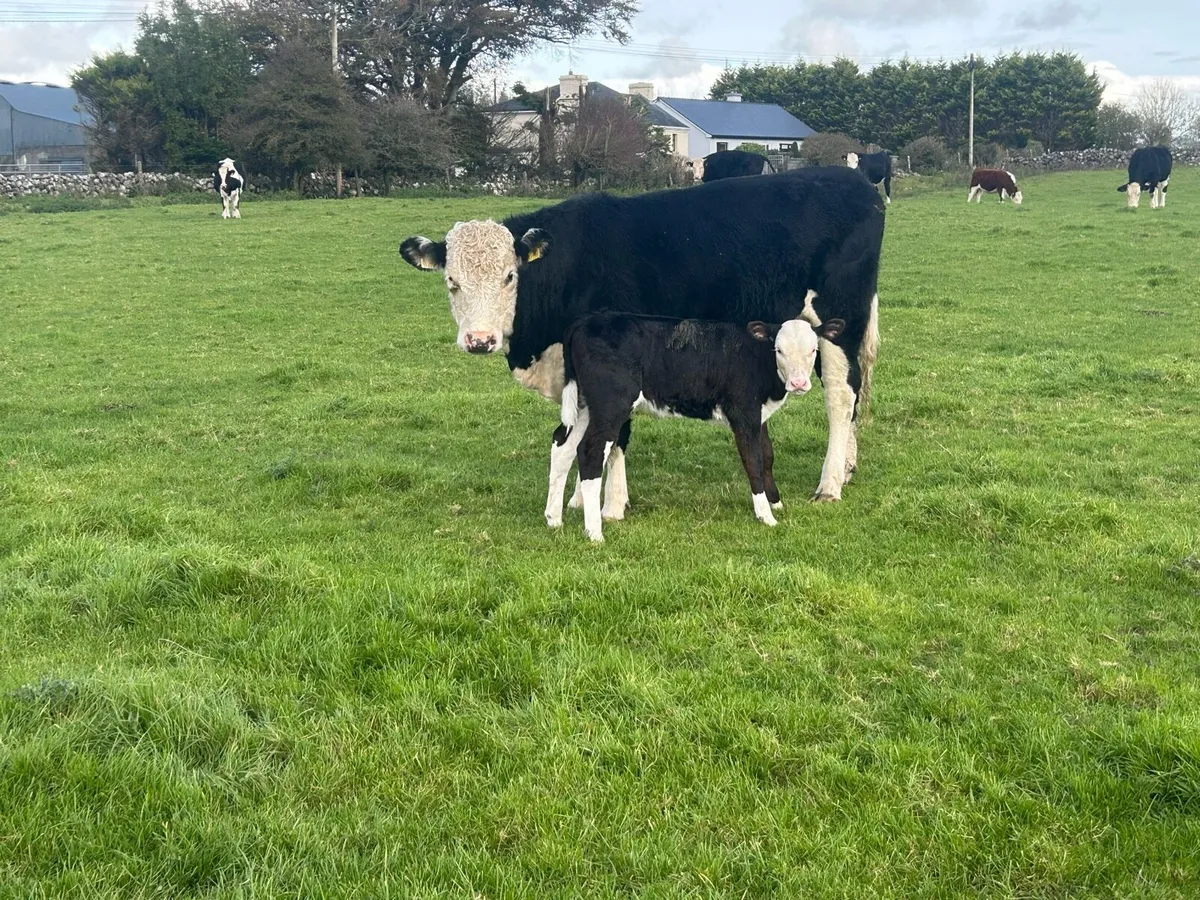 Hereford Heifer. - Image 2