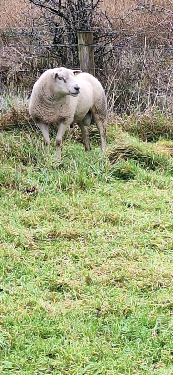 Sheep - Image 1