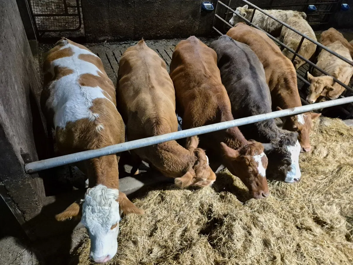 6th or 7th lactation Suckler Cows - Image 1